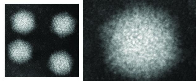 Adenovirus vectors for vaccine delivery | Vaccine and Infectious